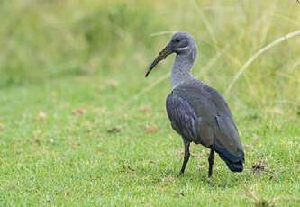 Ibis hagedash