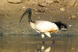 African Sacred Ibis