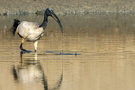 African Sacred Ibis