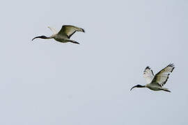 African Sacred Ibis