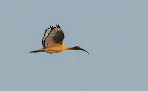 African Sacred Ibis