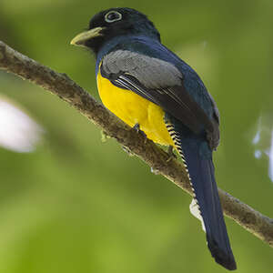 Trogon à lunettes jaunes