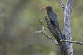 Violet Wood Hoopoe