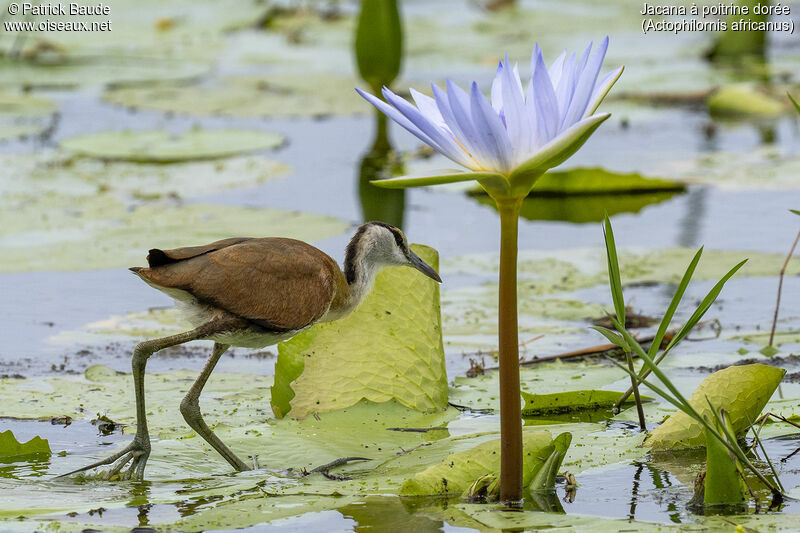 African Jacana