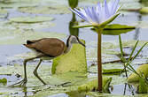 Jacana à poitrine dorée