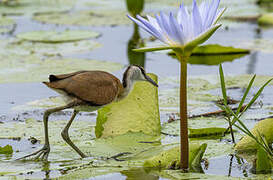 Jacana à poitrine dorée