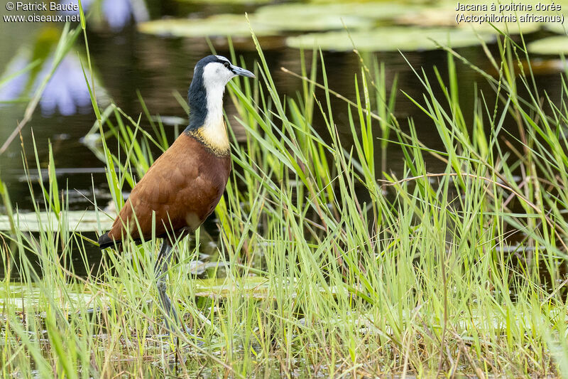 Jacana à poitrine doréeadulte