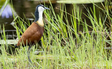 Jacana à poitrine dorée