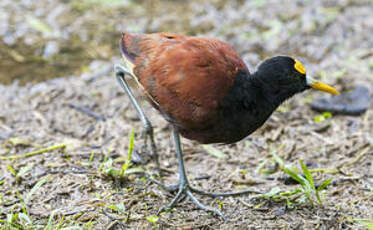 Jacana du Mexique