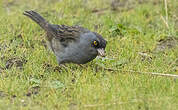 Junco des volcans