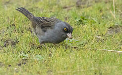 Junco des volcans