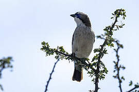 White-browed Sparrow-Weaver