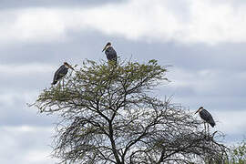 Marabou Stork