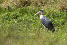 Marabou Stork