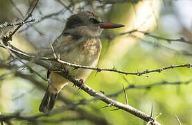 Brown-hooded Kingfisher