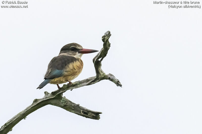 Brown-hooded Kingfisher female adult