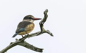 Brown-hooded Kingfisher