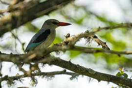 Martin-chasseur des mangroves