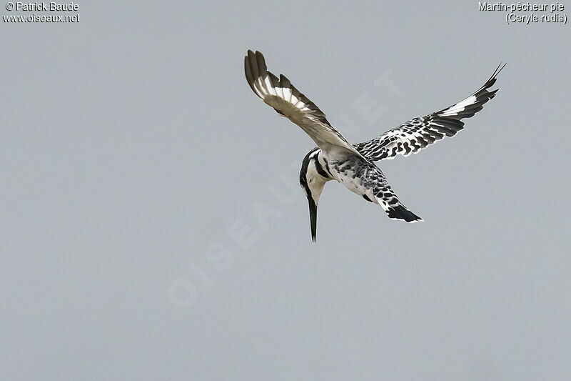 Pied Kingfisher