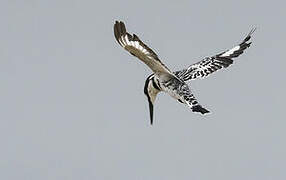 Pied Kingfisher