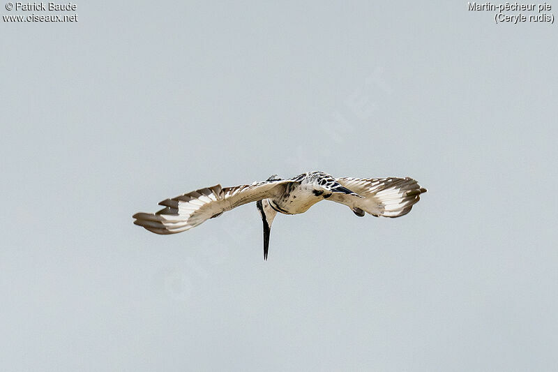 Pied Kingfisher