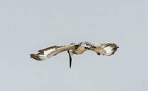 Pied Kingfisher