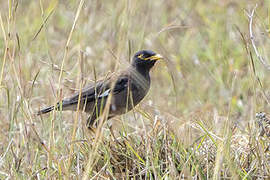 Common Myna