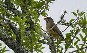 Kurrichane Thrush