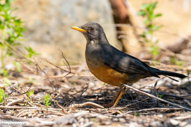 Merle olivâtreadulte, identification