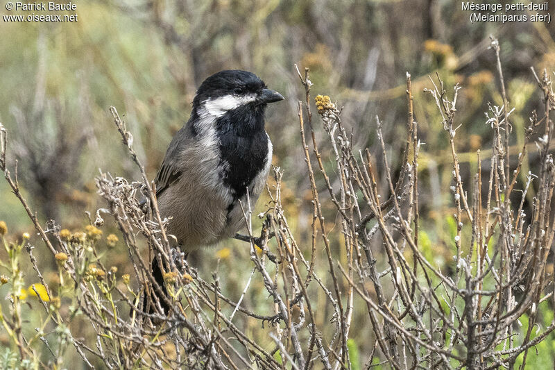 Mésange petit-deuiladulte