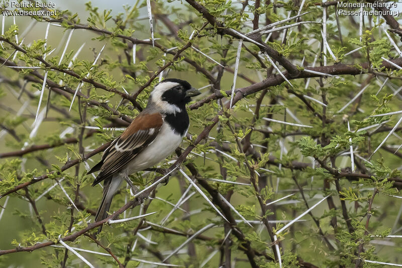 Moineau mélanure mâle adulte