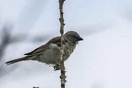 Southern Grey-headed Sparrow