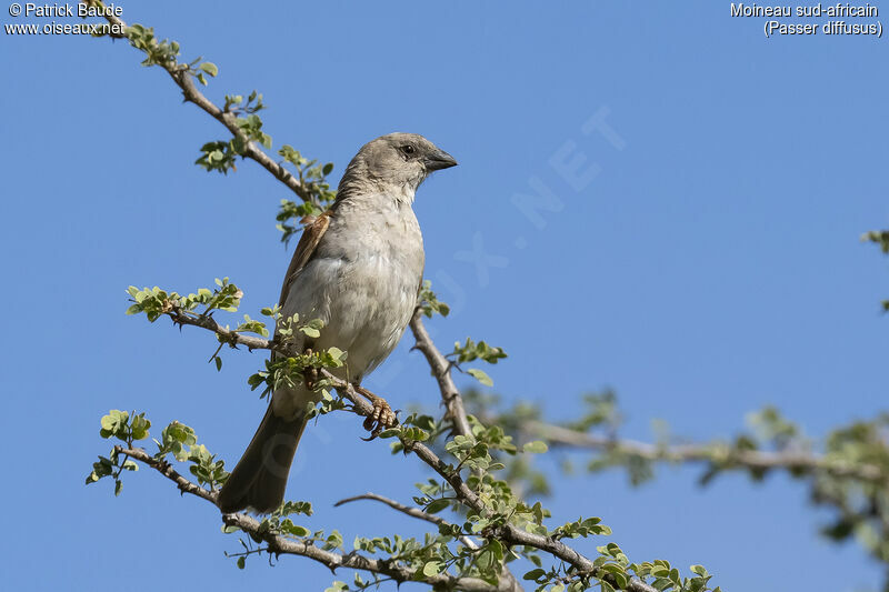 Moineau sud-africainadulte