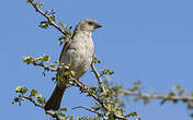 Moineau sud-africain