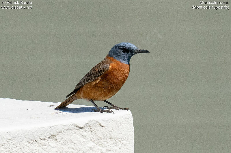 Cape Rock Thrush male adult