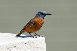 Cape Rock Thrush