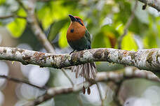 Motmot à bec large