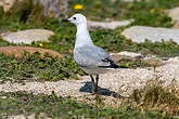 Mouette de Hartlaub