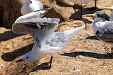 Mouette de Hartlaub