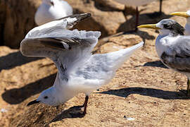 Hartlaub's Gull