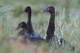 Spur-winged Goose