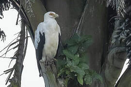 Palm-nut Vulture