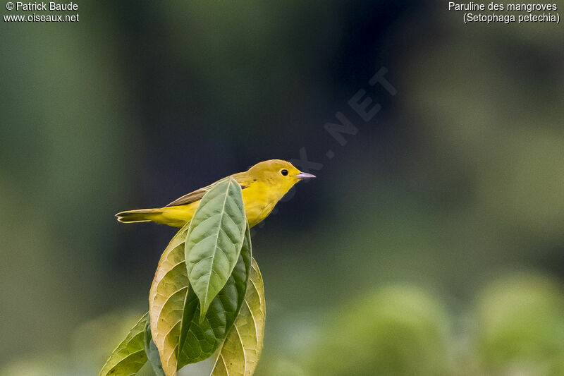 Mangrove Warbler female adult