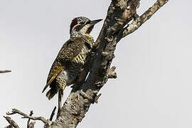 Bennett's Woodpecker