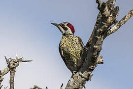 Bennett's Woodpecker