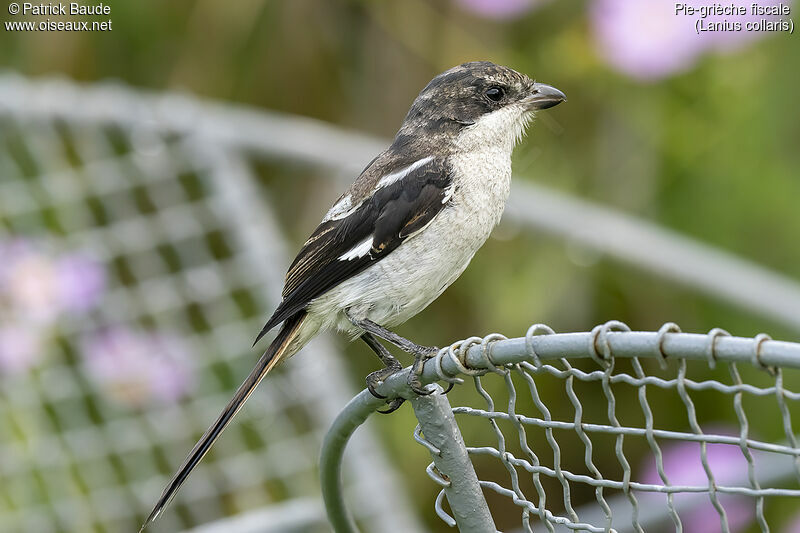 Southern Fiscal male adult