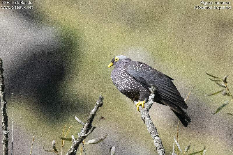 African Olive Pigeonadult