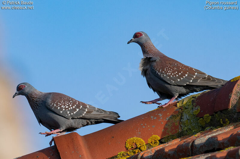 Pigeon roussardadulte