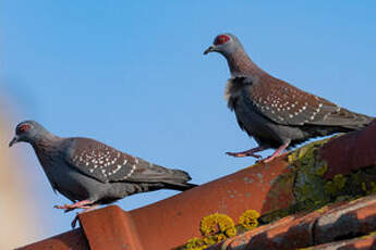 Pigeon roussard