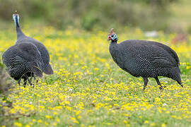 Helmeted Guineafowl